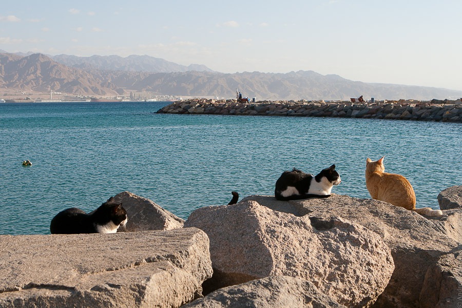 кошки пляж море