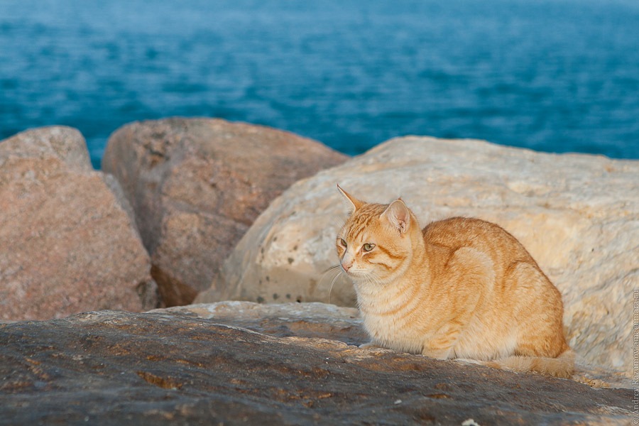 кот Кошкин море