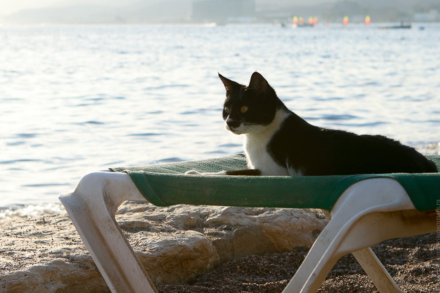 кошка море